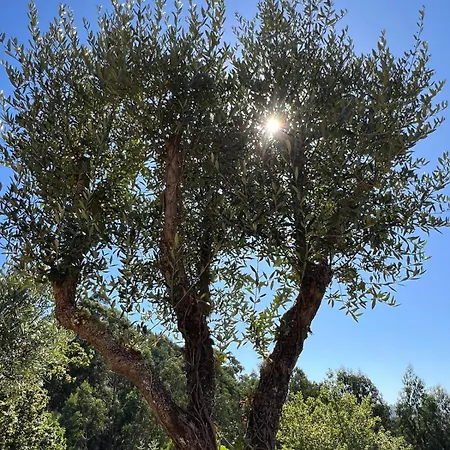 Quinta Do Socalco Каминья