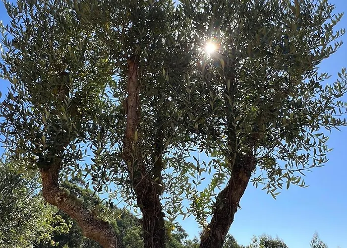 Quinta Do Socalco Caminha